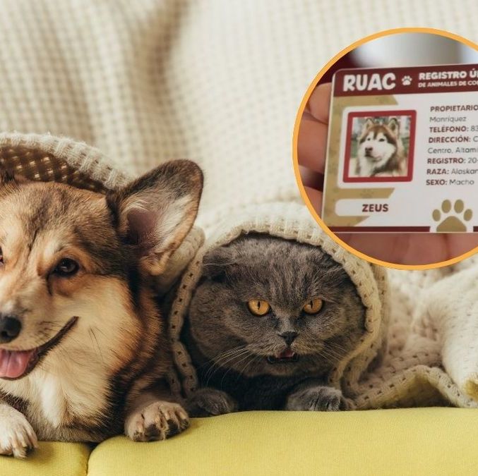 Conoce todo sobre el RUAC: el 'CURP' de las mascotas en Ciudad de México.