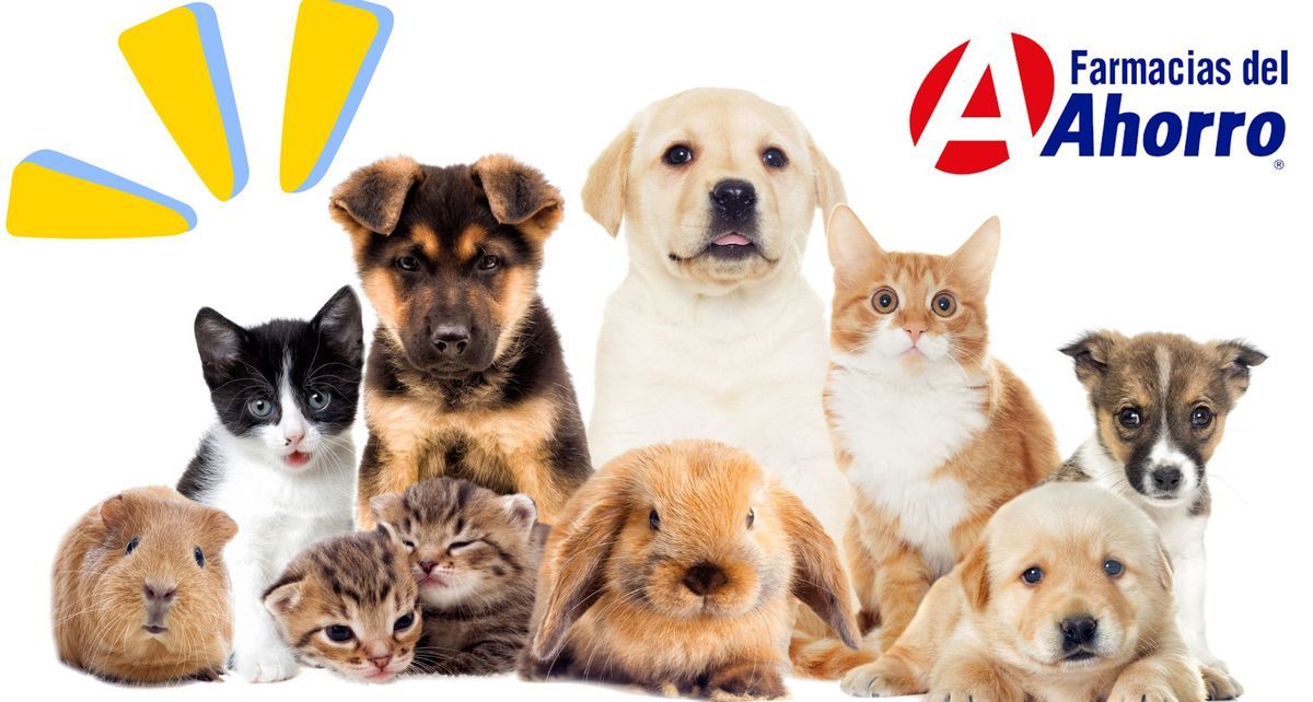 Farmacias del Ahorro anuncian veterinarias gratis en México: Así funcionarán
