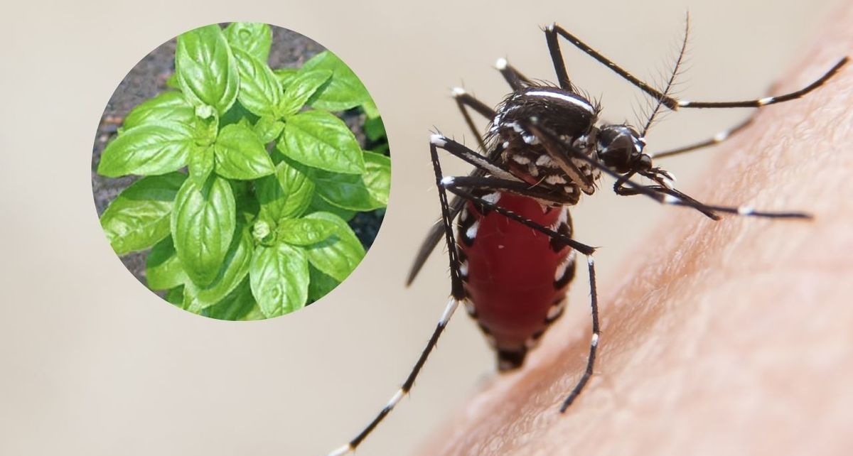 ¡Despídete de los mosquitos con esta barata y eficiente planta mexicana! (FOTO): Especial.