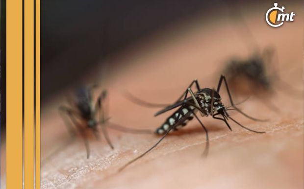 Los mosquitos representan un problema en el hogar (iStock)