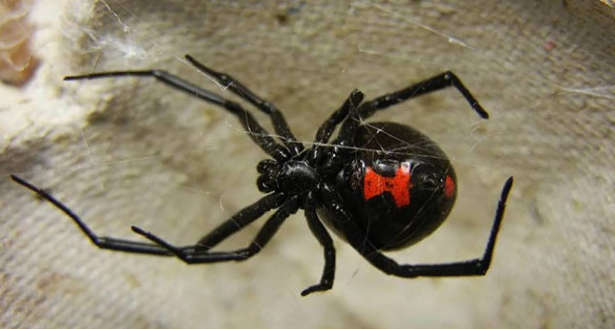 Araña Viuda Negra puede incrementar su aparición en temporada de lluvias