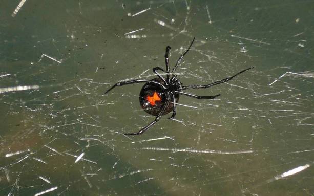 Araña Viuda Negra puede incrementar su aparición en temporada de lluvias / Captura de pantalla