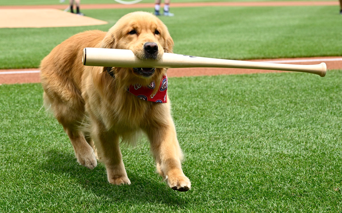 Bruce, el perro recogebates, hizo un par de rutinas en su primera aparición en la MLB. (AP)