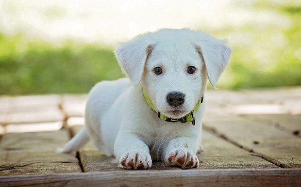 Así se comunican los perros con los humanos. (FOTO: Pixabay)