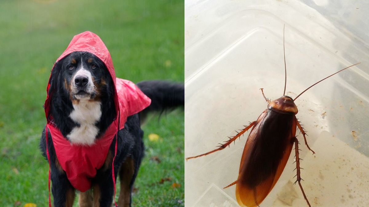 Las cucarachas y los riesgos que traen para tu perro durante lluvias