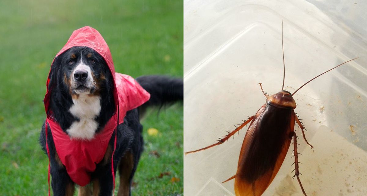 Estos son los cuidados que debes tener con tu perro en temporada de lluvias ante la presencia de cucarachas. (FOTO): Especial.