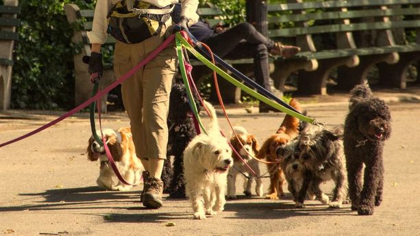 ¿Sabes cuánto gana un paseador de perros al mes? No vas a creerlo.