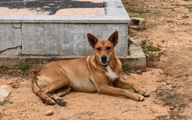 En Turquía llevan un registro de los perros callejeros (AFP)