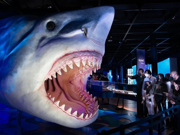 Actividades gratis en la CDMX: Expo tiburones