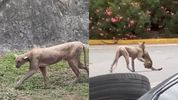 Así fue el momento en donde un puma persiguió a un gato en plena calle de Monterrey. (FOTO): Especial.