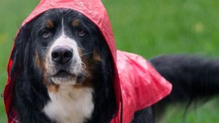 Estos son los cuidados que debes tener con tu perro en temporada de lluvias ante la presencia de cucarachas. (FOTO): Especial.
