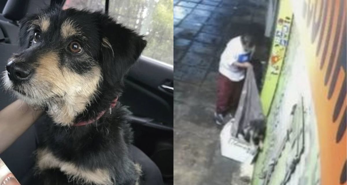 ¡Final feliz! El perrito Blacky es adoptado tras conmover a miles de usuarios con su historia. (FOTO): Especial.