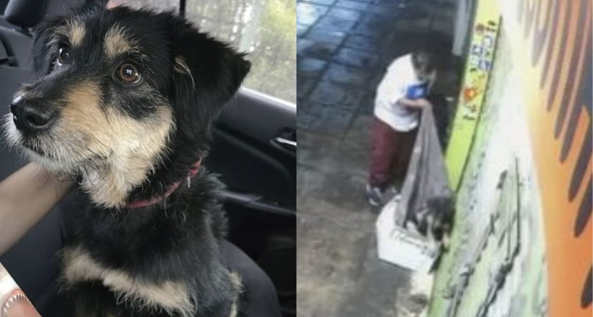 ¡Final feliz! El perrito Blacky es adoptado tras conmover a miles de usuarios con su historia. (FOTO): Especial.