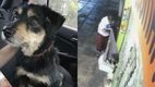 ¡Final feliz! El perrito Blacky es adoptado tras conmover a miles de usuarios con su historia. (FOTO): Especial.