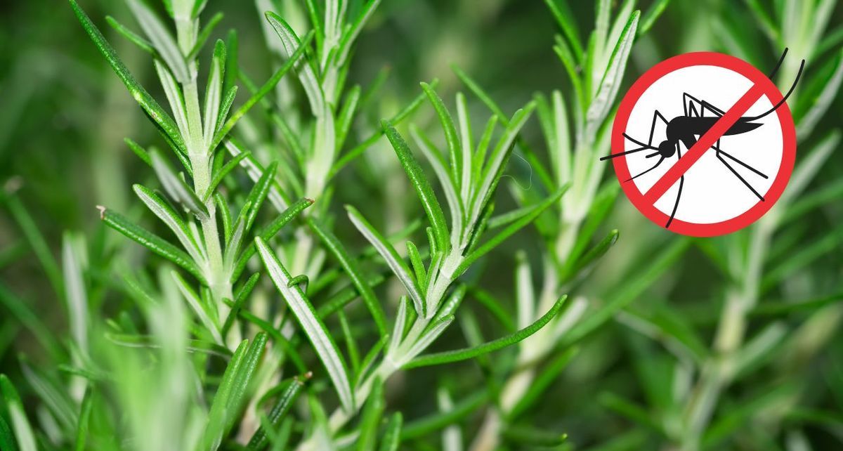 Así puedes aprovechar las propiedades del romero para ahuyentar a los mosquitos