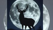 ¿Cuándo podremos ver la Luna de Ciervo este 2025?