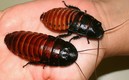Las cucarachas de Madagascar son insectos muy resistentes y sumamente longevos. Foto: Especial
