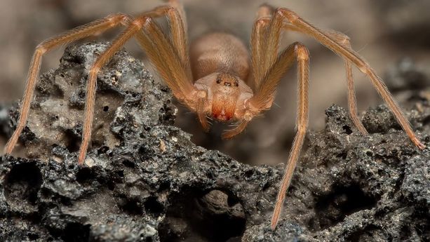 ¿Araña violinista en casa? Estas plantas aromáticas la mantienen lejos (Foto: Especial)