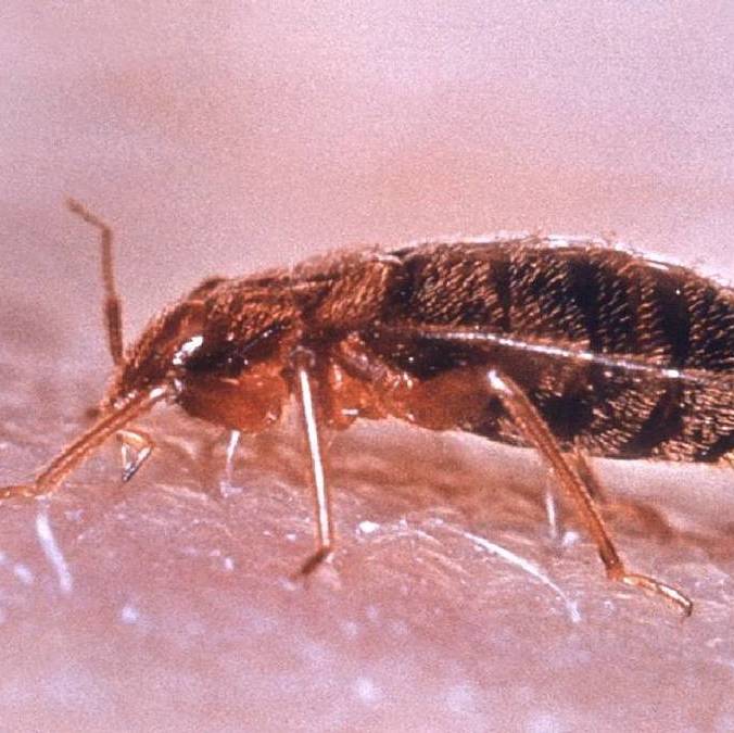 Este es el remedio casero que ayuda contra las chinches / Wikipedia