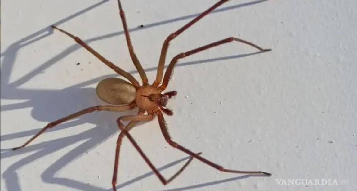Araña Violinista