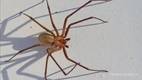 Araña Violinista