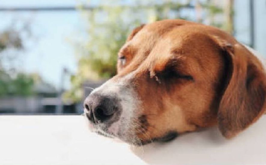 Perro, expuesto a las altas temperaturas (iStock)