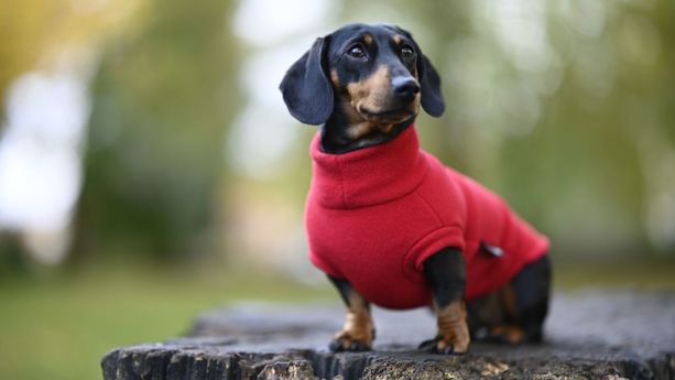 Señales de que tu perro tiene frío y especies que necesitan usar suéter ante las bajas temperaturas. (FOTO): Canva.