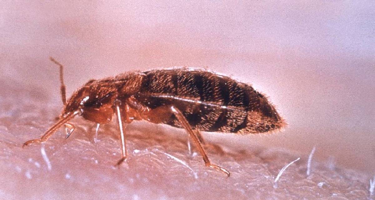Este es el remedio casero que ayuda contra las chinches / Wikipedia