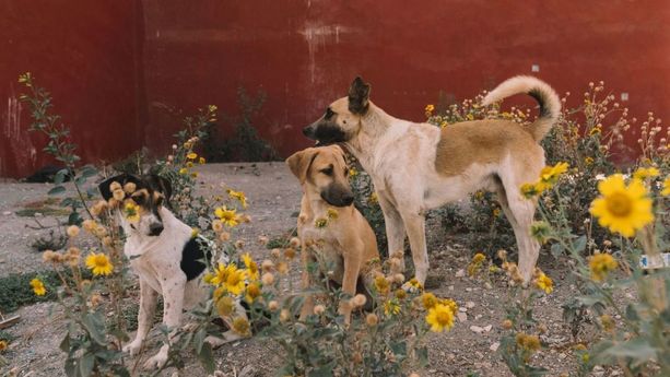 Marruecos enfrenta un problema de abandono animal extremo con 3 millones de perros callejeros. Foto: Erika Hobarta/NatGeo