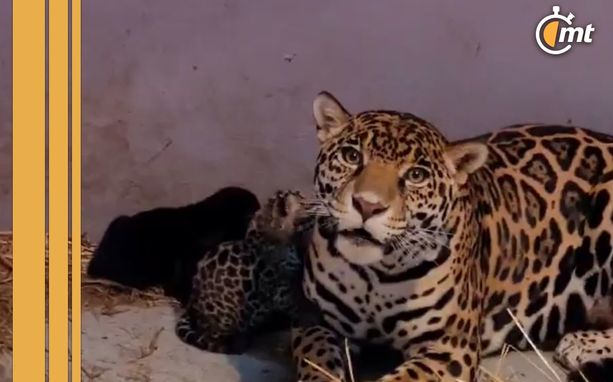 Zoológico de Chapultepec da bienvenida a tres cachorros jaguar: video