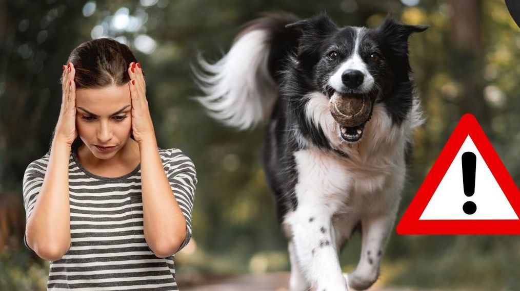 ¿Más de 4 MIL pesos? Esta es la multa por pasear a tu perro sin correa en CDMX. (FOTO): Especial.