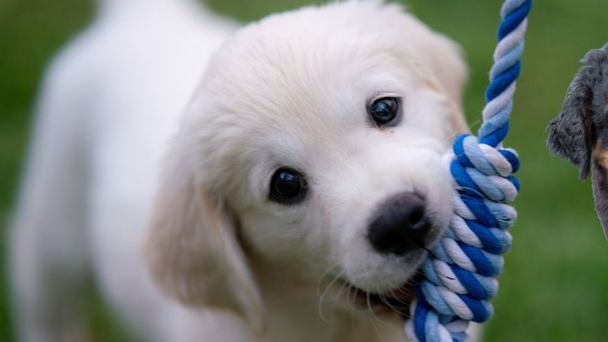 ¿Por qué se celebra el Día Mundial del Perro este 21 de julio?