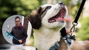 Educador canino explica cómo identificar si tu perro sufre durante sus paseos, de acuerdo a la tensión de su correa. (FOTO): Especial.