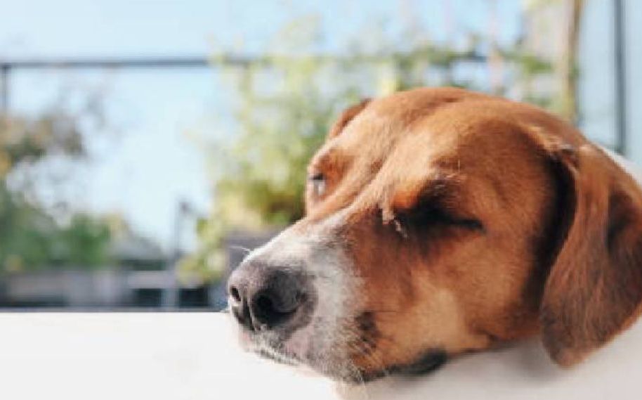 Perro, expuesto a las altas temperaturas (iStock)