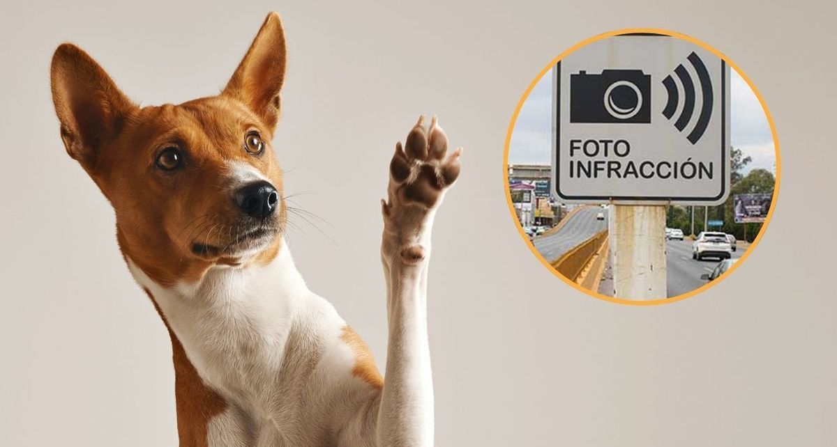 Si fuiste atrapado por una fotocívica en CDMX, así puedes pagarla paseando perritos. Foto: Freepik