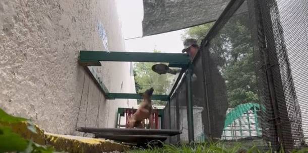 Los perritos se entrenan para detectar explosivos (Secretaría de Marina)