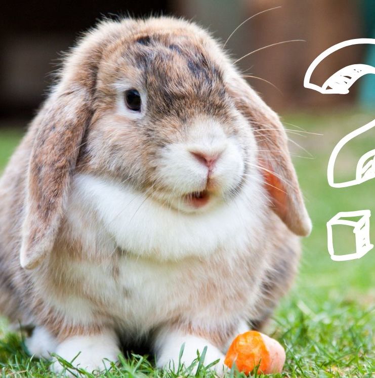 ¿Por qué le salen tentáculos en la cara a los conejos? Te decimos
