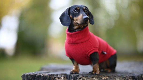 Señales de que tu perro tiene frío y especies que necesitan usar suéter ante las bajas temperaturas. (FOTO): Canva.