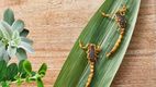 Ruda, albahaca y lavanda: aliadas contra los alacranes en el hogar. Foto: Especial