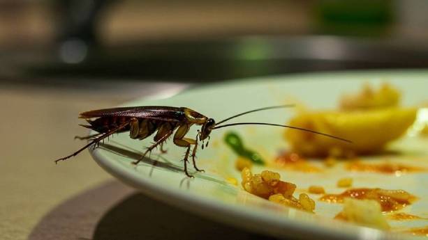 Estas son las enfermedades que pueden transmitir las cucarachas / IA MT