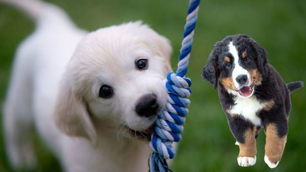¿Por qué se celebra el Día Mundial del Perro este 21 de julio?