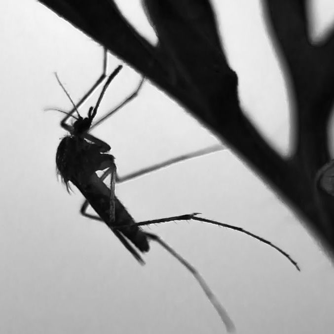 Con estas plantas puedes mantener alejados a los mosquitos del hogar