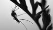 Con estas plantas puedes mantener alejados a los mosquitos del hogar