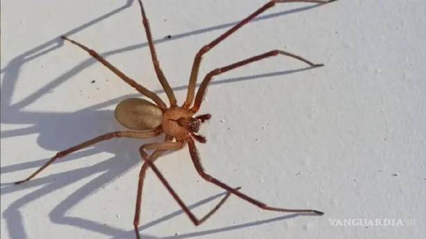 Araña Violinista