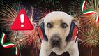 Evita que la pirotecnia asuste a tu perro este 15 y 16 de septiembre: mejores consejos para cuidar a tus mascotas. (FOTO): Especial.