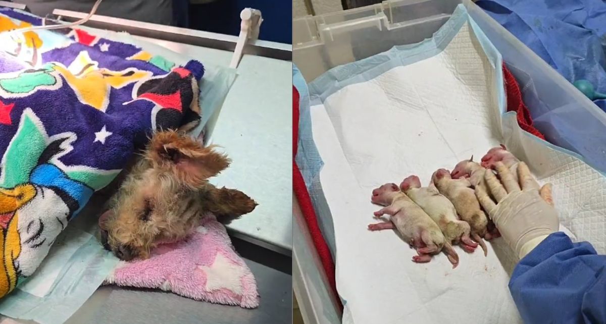 Conoce a Cereza, la perrita que logró escapar de la explosión de Iztapalapa. Foto: Especial
