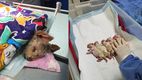 Conoce a Cereza, la perrita que logró escapar de la explosión de Iztapalapa. Foto: Especial