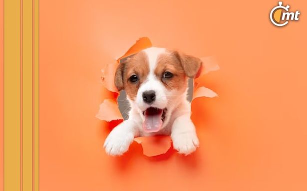 Querétaro realizará campaña de adopción de perros y gatos