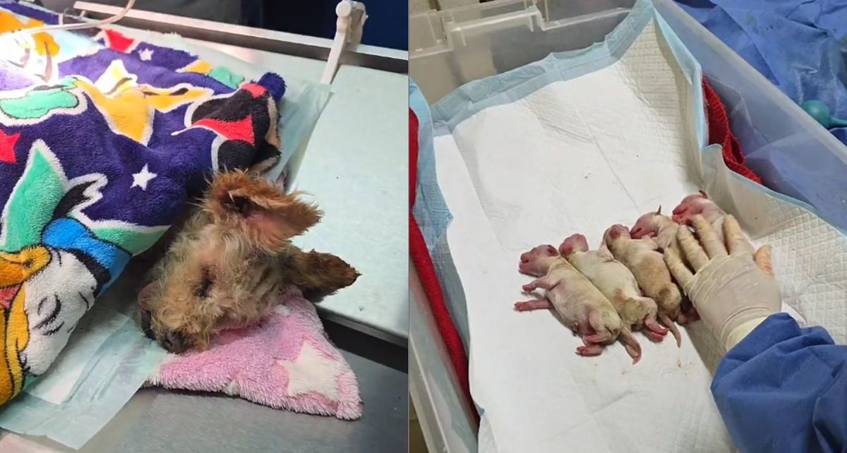 Conoce a Cereza, la perrita que logró escapar de la explosión de Iztapalapa. Foto: Especial