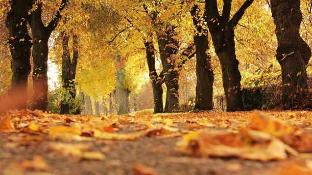El otoño está a la vuelta de la esquina (Pexels)